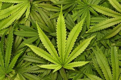 Marijuana Conditional Discharge & possession of marijuana in Indiana
